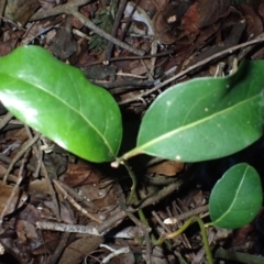 Cryptocarya microneura at Eurobodalla National Park - 30 May 2024