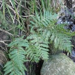 Cyathea cooperi (Straw Treefern) at Tuross Head, NSW - 30 May 2024 by plants