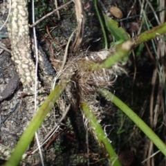 Cyathea cooperi at Tuross Head, NSW - 30 May 2024