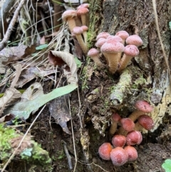 Psathyrella echinata at Tidbinbilla Nature Reserve - 26 Apr 2024 by AJB