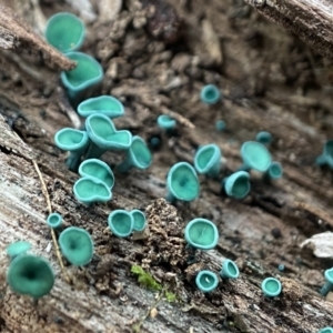 Chlorociboria at Block 402 - 30 May 2024