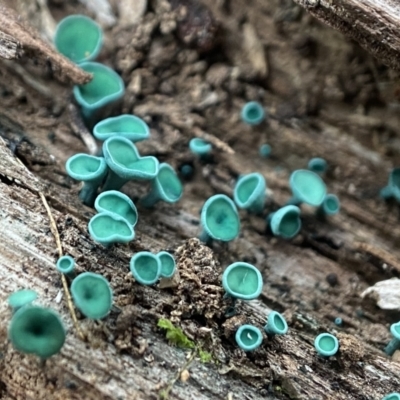 Chlorociboria (An elfcup fungus) at Piney Ridge - 30 May 2024 by AJB