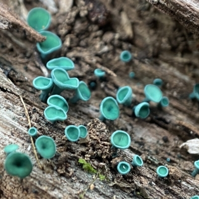 Chlorociboria at Denman Prospect, ACT - 30 May 2024 by AJB