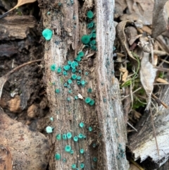 Chlorociboria at Block 402 - 30 May 2024