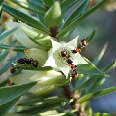 Chelaner kiliani at Aranda Bushland - 29 May 2024 by CathB