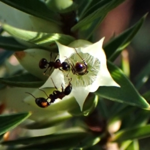 Chelaner kiliani at Aranda Bushland - 29 May 2024