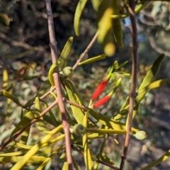 Lysiana exocarpi subsp. exocarpi (Harlequin Mistletoe) at Anabranch South, NSW - 5 May 2024 by Darcy