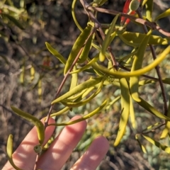 Lysiana exocarpi subsp. exocarpi at Anabranch South, NSW - 6 May 2024