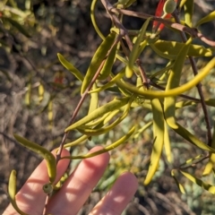 Lysiana exocarpi subsp. exocarpi at Anabranch South, NSW - 6 May 2024 09:04 AM