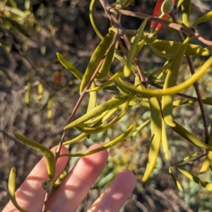 Lysiana exocarpi subsp. exocarpi at Anabranch South, NSW - 6 May 2024 09:04 AM