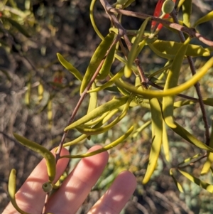 Lysiana exocarpi subsp. exocarpi at Anabranch South, NSW - 6 May 2024