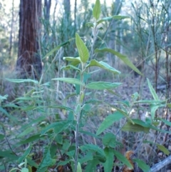 Olearia lirata (Snowy Daisybush) at Aranda, ACT - 29 May 2024 by CathB