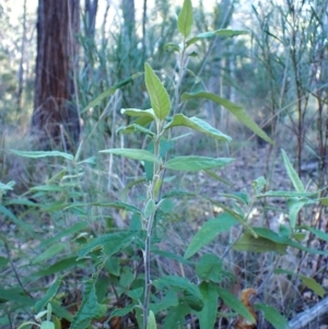 Olearia lirata (Snowy Daisybush) at Point 4157 by CathB
