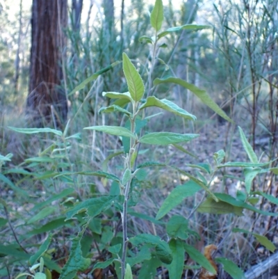Olearia lirata (Snowy Daisybush) at Point 4157 - 29 May 2024 by CathB