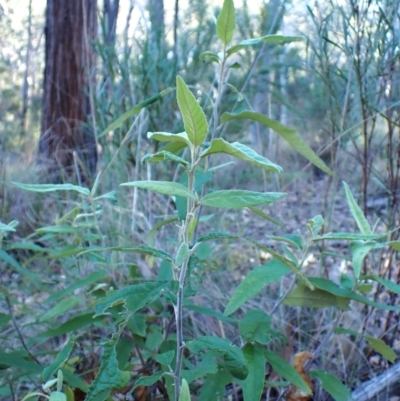 Olearia lirata (Snowy Daisybush) at Aranda, ACT - 29 May 2024 by CathB