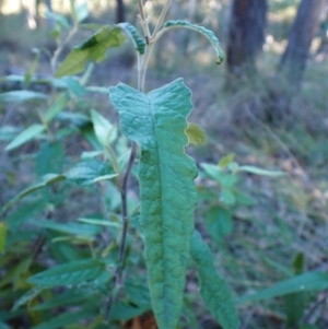 Olearia lirata at Point 4157 - 29 May 2024 02:20 PM