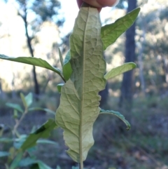 Olearia lirata at Point 4157 - 29 May 2024 02:20 PM