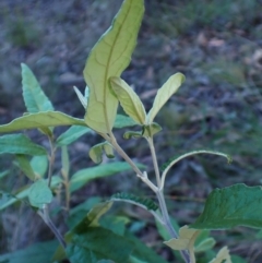 Olearia lirata at Point 4157 - 29 May 2024