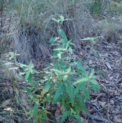 Olearia lirata at Point 4157 - 29 May 2024 02:20 PM