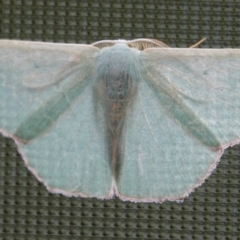 Prasinocyma semicrocea (Common Gum Emerald moth) at Hall, ACT - 1 Jun 2024 by Anna123