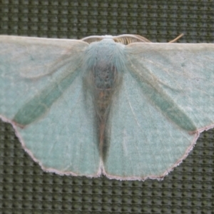 Prasinocyma semicrocea (Common Gum Emerald moth) at Hall, ACT by Anna123