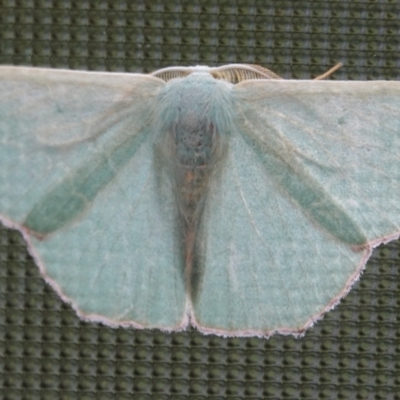 Prasinocyma semicrocea (Common Gum Emerald moth) at Hall, ACT - 1 Jun 2024 by Anna123