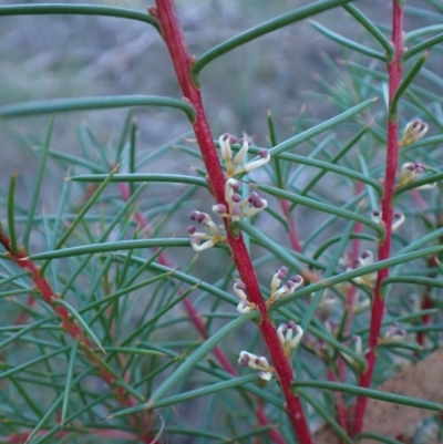 Hakea decurrens subsp. decurrens (Bushy Needlewood) at Aranda Bushland - 29 May 2024 by CathB