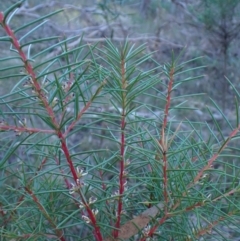 Hakea decurrens subsp. decurrens at Undefined Area - 29 May 2024 02:25 PM