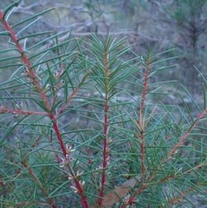 Hakea decurrens subsp. decurrens at Point 4157 - 29 May 2024