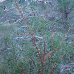 Hakea decurrens subsp. decurrens at Point 4157 - 29 May 2024