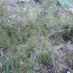 Hakea decurrens subsp. decurrens at Point 4157 - 29 May 2024