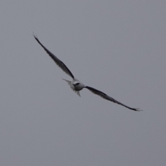 Elanus axillaris (Black-shouldered Kite) at Nicholls, ACT - 31 May 2024 by Anna123