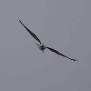 Elanus axillaris (Black-shouldered Kite) at Harcourt Hill by Anna123