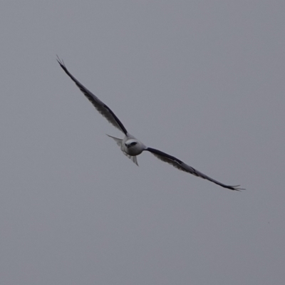 Elanus axillaris (Black-shouldered Kite) at Nicholls, ACT - 31 May 2024 by Anna123