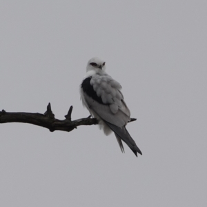 Elanus axillaris at Harcourt Hill - 31 May 2024