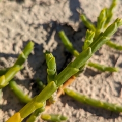 Tecticornia triandra (Desert Glasswort) at Anabranch South, NSW - 5 May 2024 by Darcy