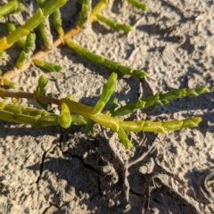 Tecticornia triandra at Anabranch South, NSW - 6 May 2024 09:07 AM