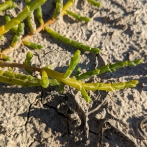 Tecticornia triandra at Anabranch South, NSW - 6 May 2024 09:07 AM