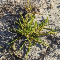 Tecticornia triandra at Anabranch South, NSW - 6 May 2024