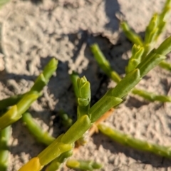 Tecticornia triandra at Anabranch South, NSW - 6 May 2024 09:07 AM