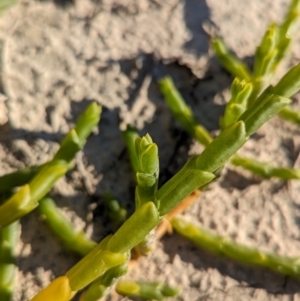 Tecticornia triandra at Anabranch South, NSW - 6 May 2024 09:07 AM