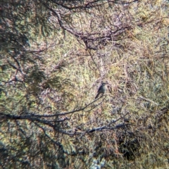 Acanthagenys rufogularis (Spiny-cheeked Honeyeater) at Anabranch South, NSW - 6 May 2024 by Darcy