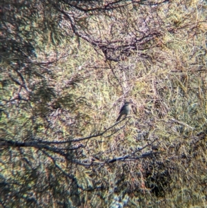 Acanthagenys rufogularis at Anabranch South, NSW - 6 May 2024 09:27 AM