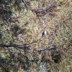 Acanthagenys rufogularis at Anabranch South, NSW - 6 May 2024 09:27 AM