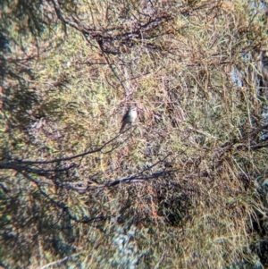 Acanthagenys rufogularis at Anabranch South, NSW - 6 May 2024 09:27 AM