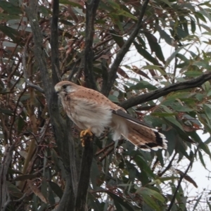 Falco cenchroides at Harcourt Hill - 31 May 2024