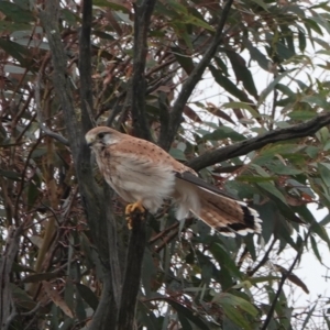 Falco cenchroides (Nankeen Kestrel) at Harcourt Hill by Anna123