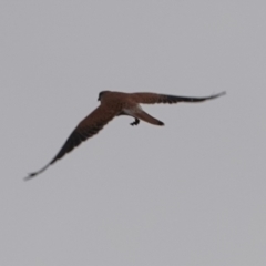 Falco cenchroides at Harcourt Hill - 31 May 2024