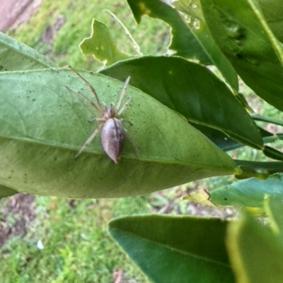 Unidentified Other hunting spider at Braemar, NSW - 31 May 2024 by Span102