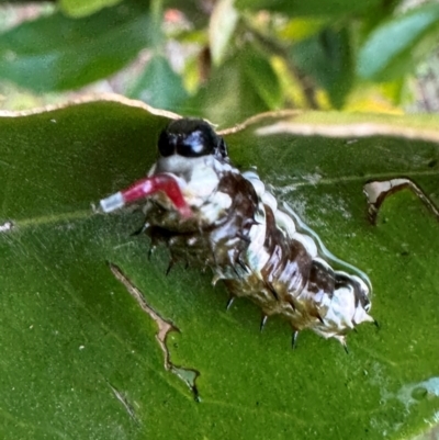 Papilio aegeus (Orchard Swallowtail, Large Citrus Butterfly) at suppressed - 31 May 2024 by Span102